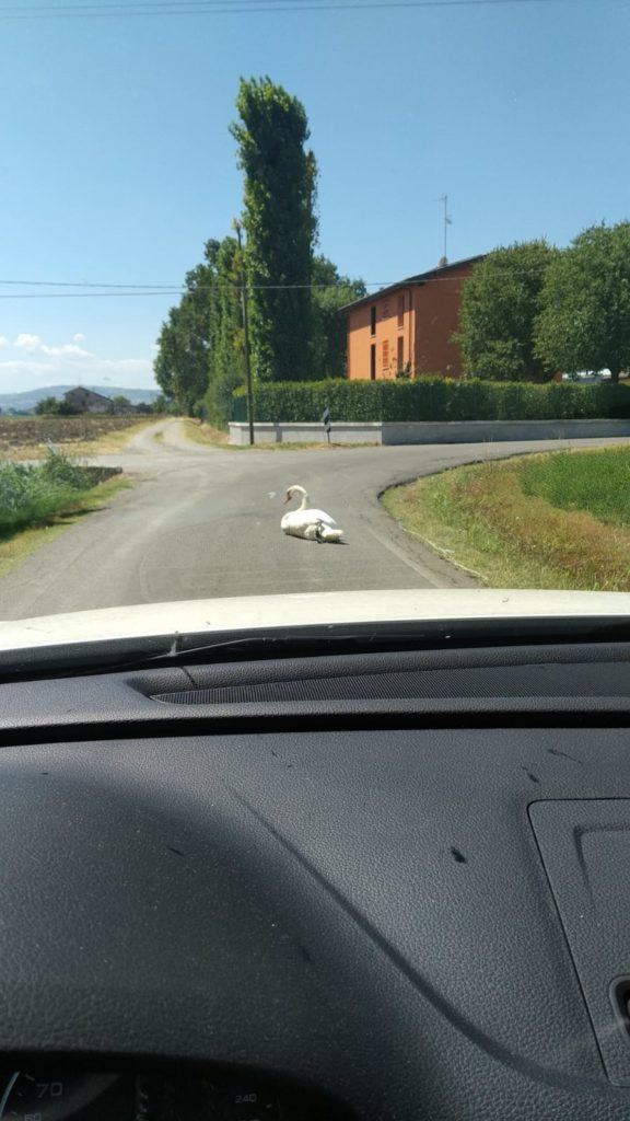 Il malvagio cigno, nemico di Liuke Il malvagio cigno, nemico di Liuke